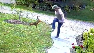 Kuduz tilki kadına saldırdı