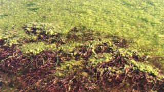 İstanbul'daki Sazlıbosna Gölü tehlike saçıyor