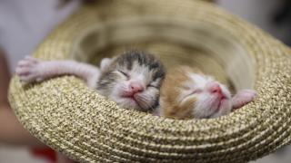 TBMM Başkanlığı, yerleşkesindeki kedilere sahip çıktı