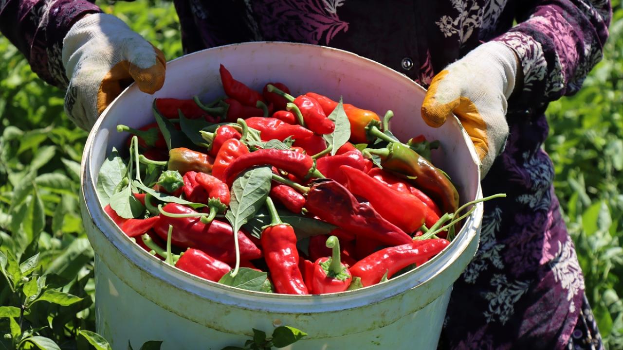 Tersine göçe neden oldu