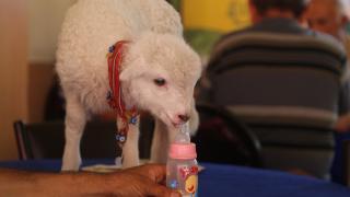 Bir çift ayakkabıyla takas ettiği kuzu yanından ayrılmıyor