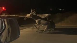 Traktörün arkasına bağladığı eşekleri sürükleyerek götürdü