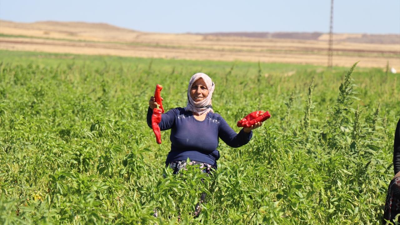 "Türkiye`de 2 milyona yakın mevsimlik gezici tarım işçisi var"