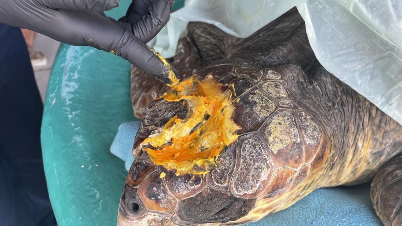 "Kaplumbağamızı ameliyata alacağız"