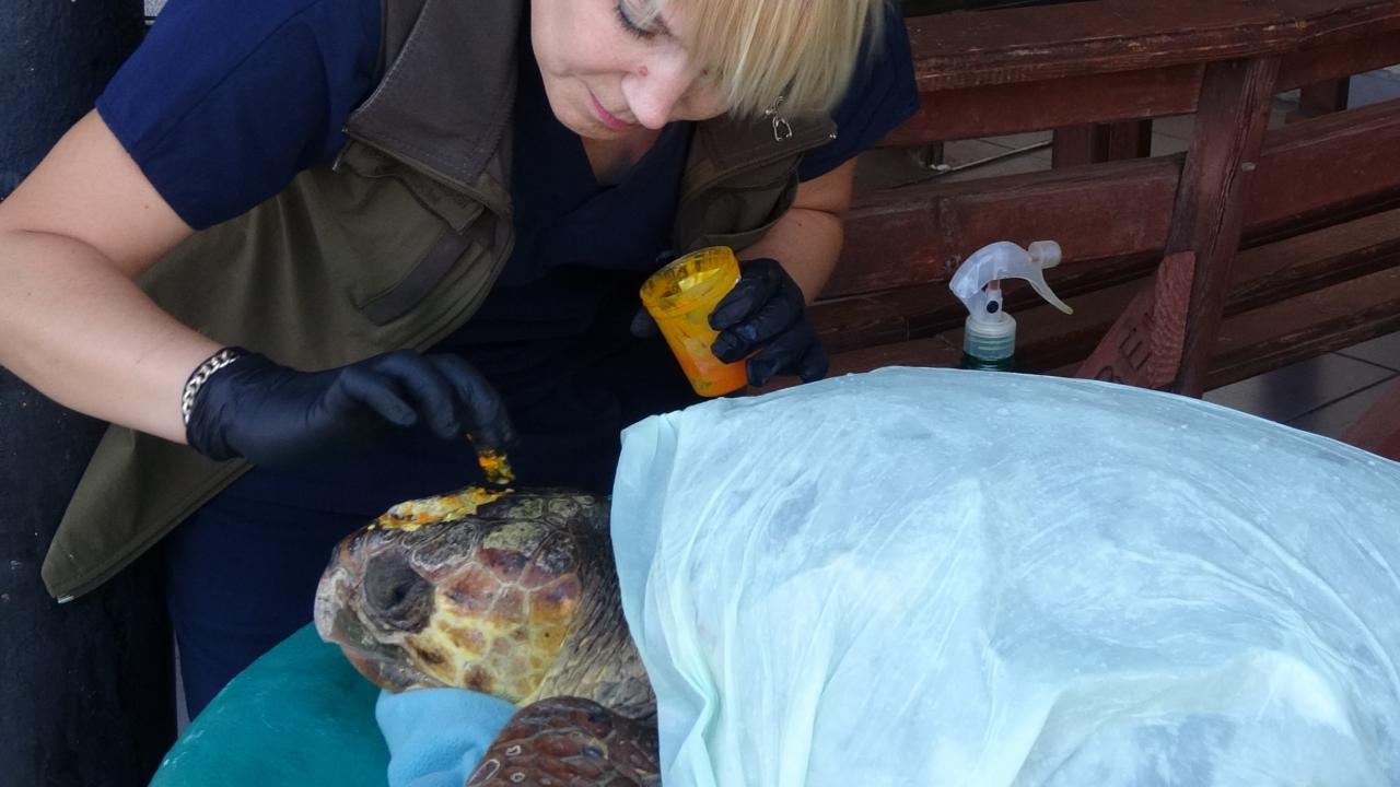 Tekneler deniz kaplumbağaları için tehlike oluşturabiliyor
