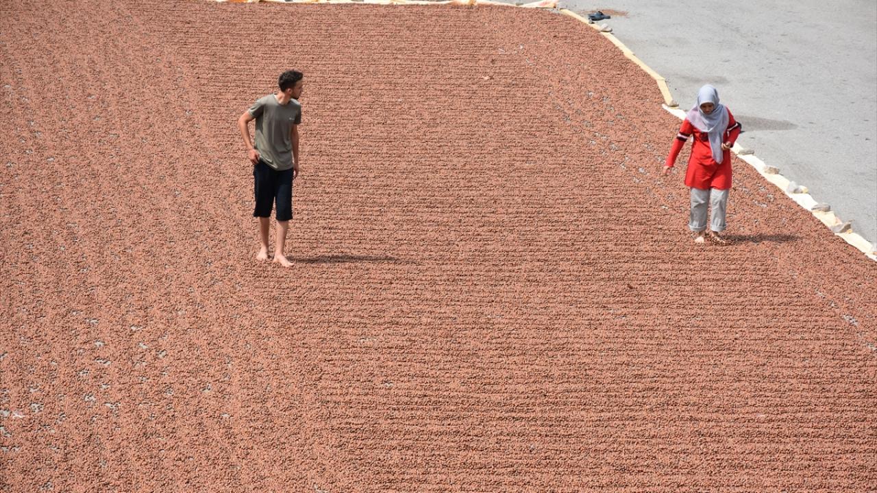 "Kaldırımlar fındıklarla kaplandı"