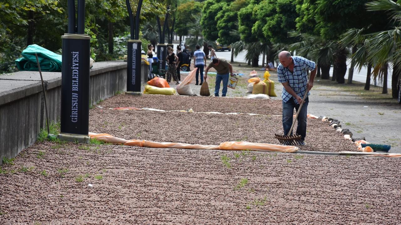 Fındık jüt çuvallarda saklanmalı