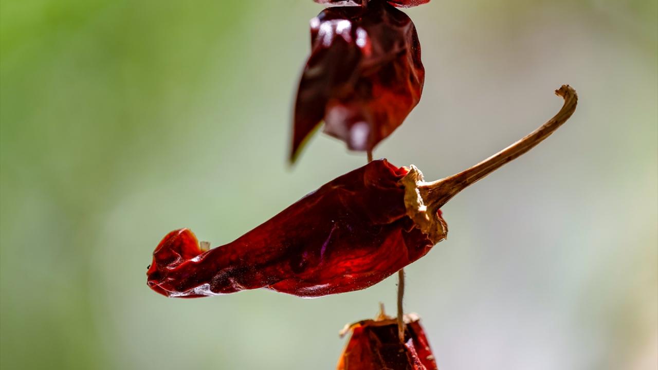"Ata tohumları çocuklarımıza devretmemiz gereken miras"