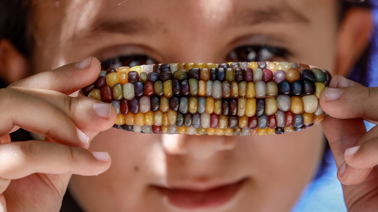 "Ata tohumlarını satmıyoruz, takas ediyoruz"