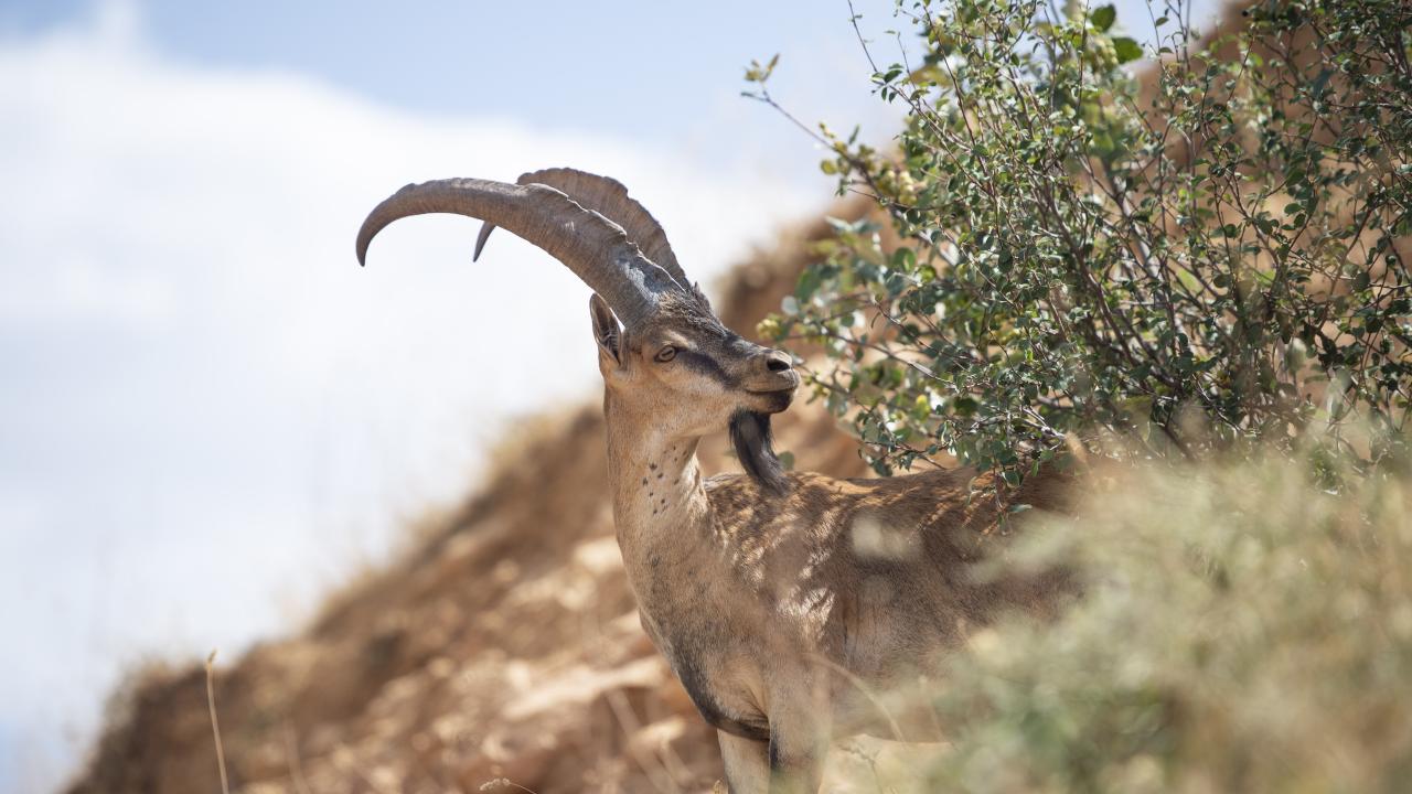 Kaçak avcılarla mücadele sayesinde sayıları artıyor