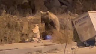 Caddeye inen boz ayı çöpte yiyecek aradı