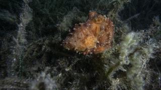 Karaburun'da su altının güzellikleri gece dalışıyla keşfediliyor