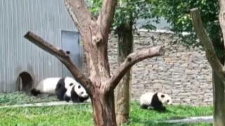 Pandalar depremden kaçtı