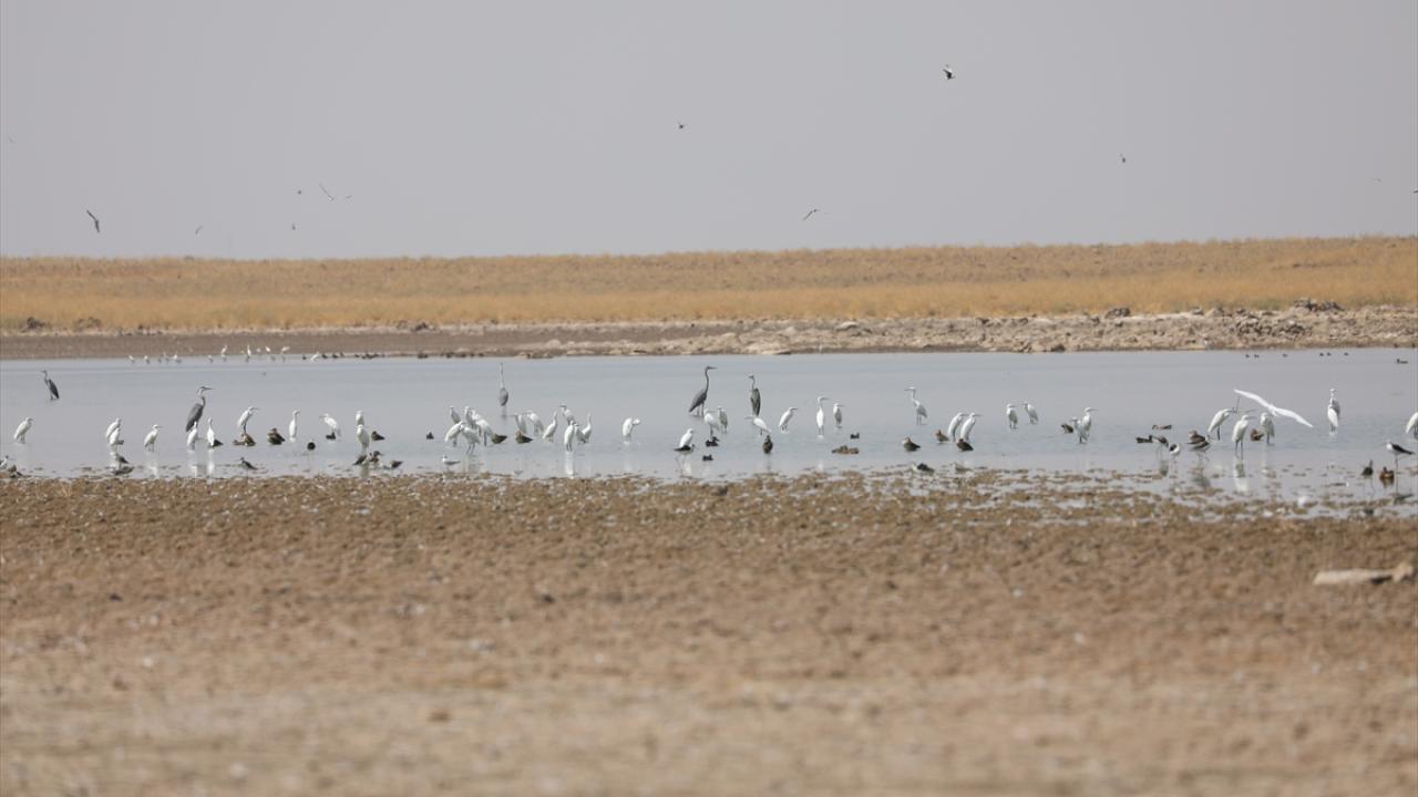 "Hayvanımız susuz kalıyor"