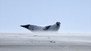 Fok balıkları doğal ortamlarında görüntülendi