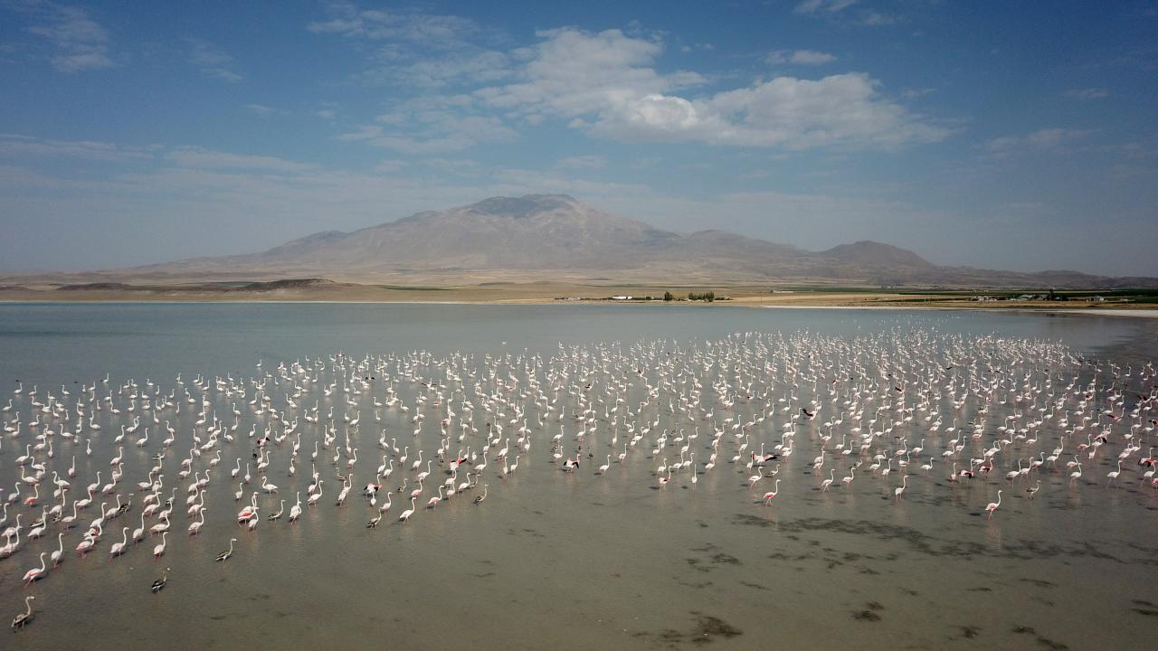 "Bazı kuşların ve diğer bazı canlıların yaşam alanı ortadan kalkıyor"