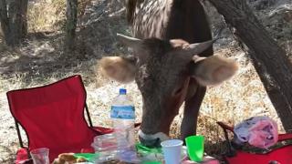 İnek piknikçilerin masasındakileri yedi