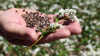 Karabuğday üretiminde devlet desteğiyle ihracata başladı
