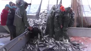 Balıkçıların ağları palamutla şenlendi