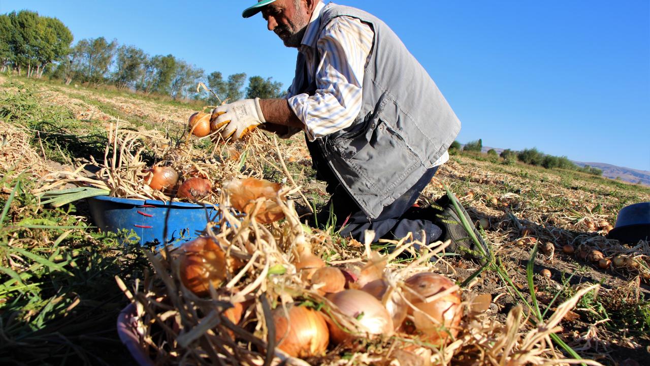 ‘Kırmızı altın’ diye adlandırılıyor, 40 bin ton rekolte bekleniyor
