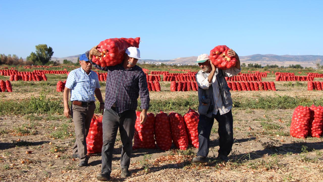 Amasya soğan üretiminde Türkiye 3.`sü