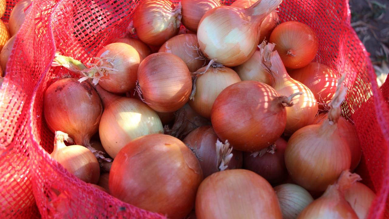 "Soğan giren eve doktor girmez"