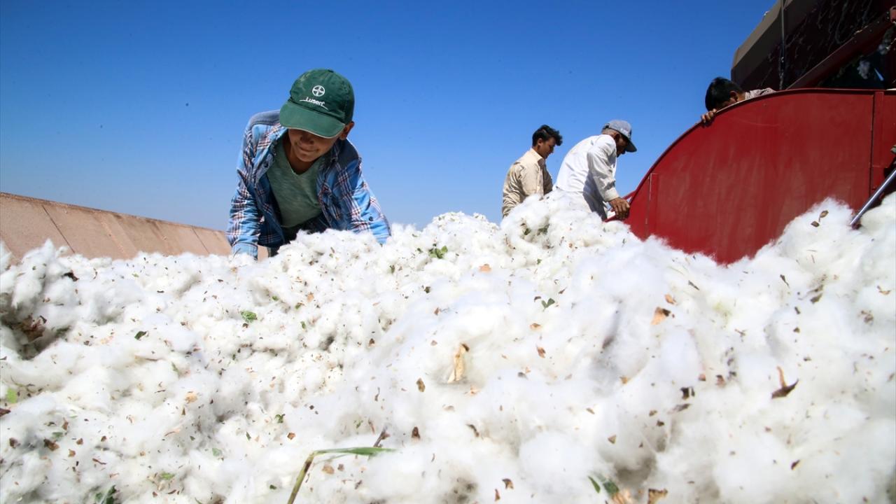 "Ürün çeşitliliğinden dolayı pamuk üretimi azaldı"