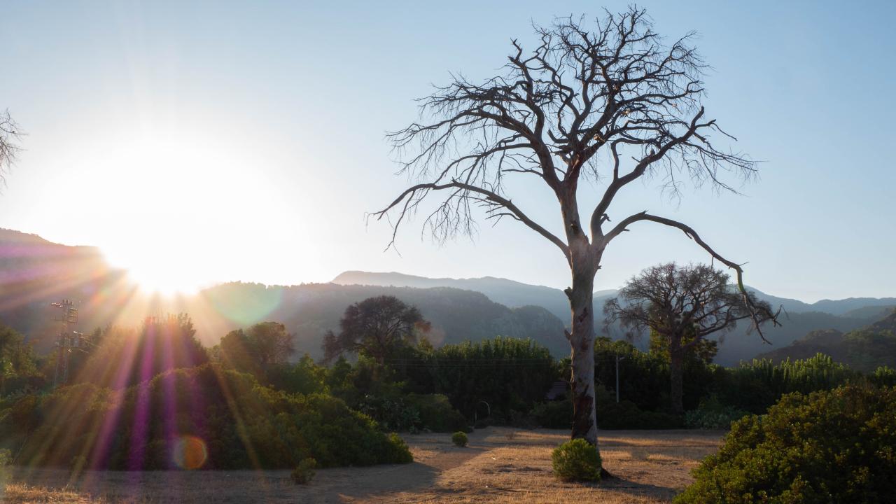 Fotoğraf: Ali Çilesizoğlu