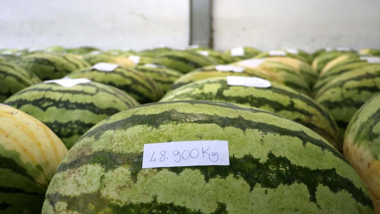 "Karpuz yarışmasında birinciye 10 bin lira ve 1 tam altın"