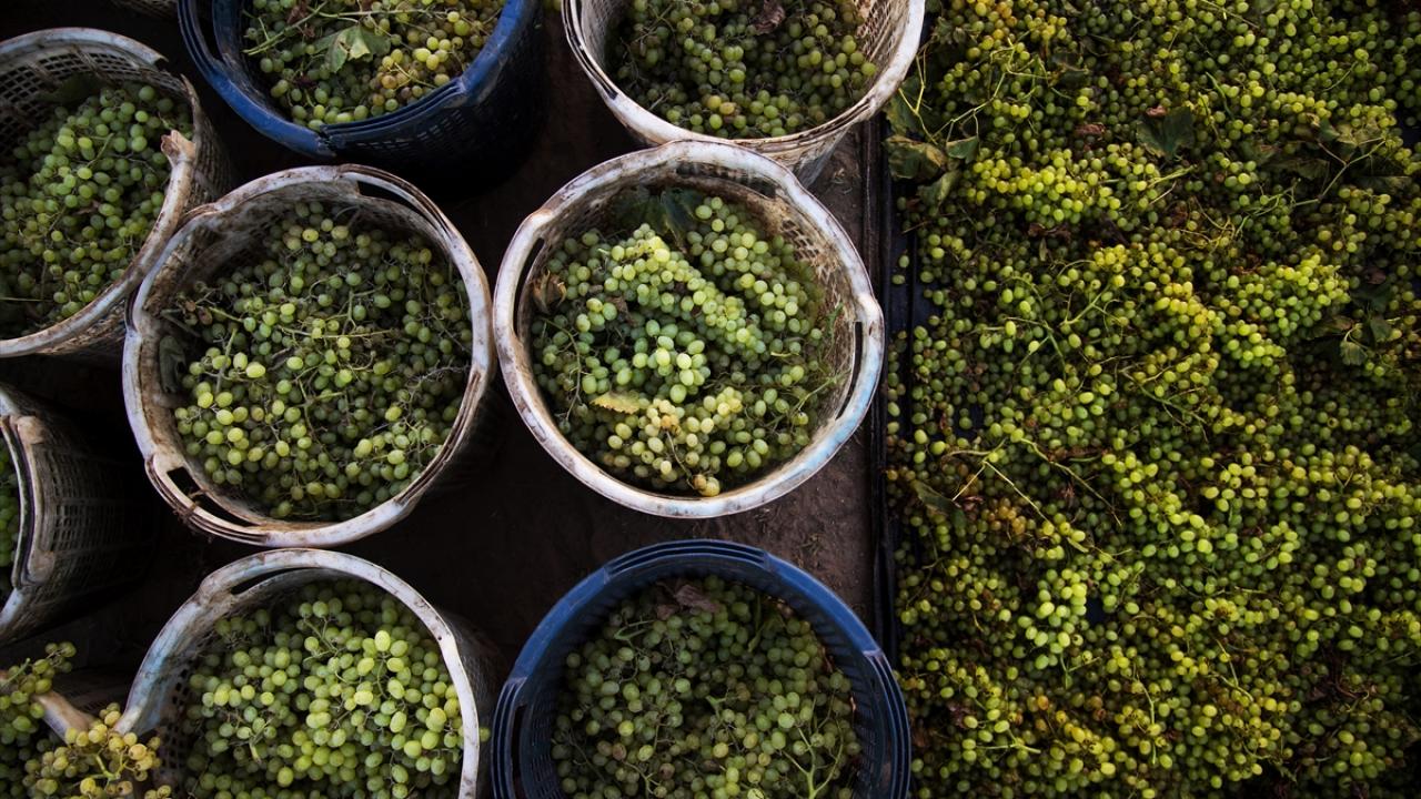 Bir yıllık emeğin 15 günlük hasadı