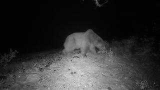 Muğla'da bozayı videokapanla görüntülendi