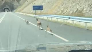 Dağ keçilerinin kara yolunda oyunu böyle görüntülendi