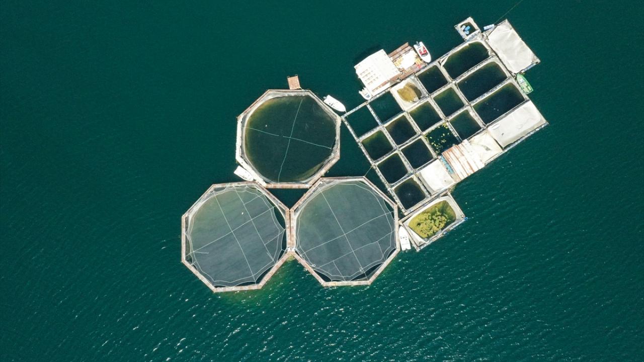 Kahramanmaraş'tan 20 milyon dolarlık alabalık ihracatı hedefi