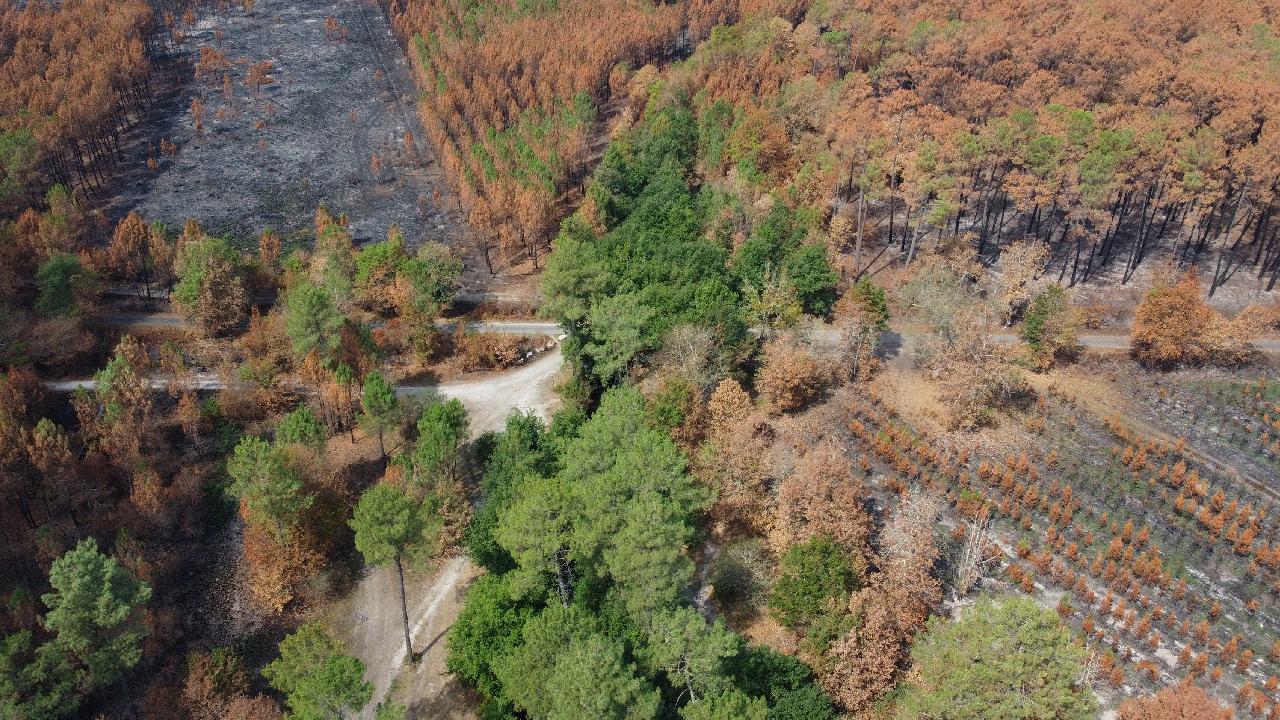 Fransa'da orman yangını