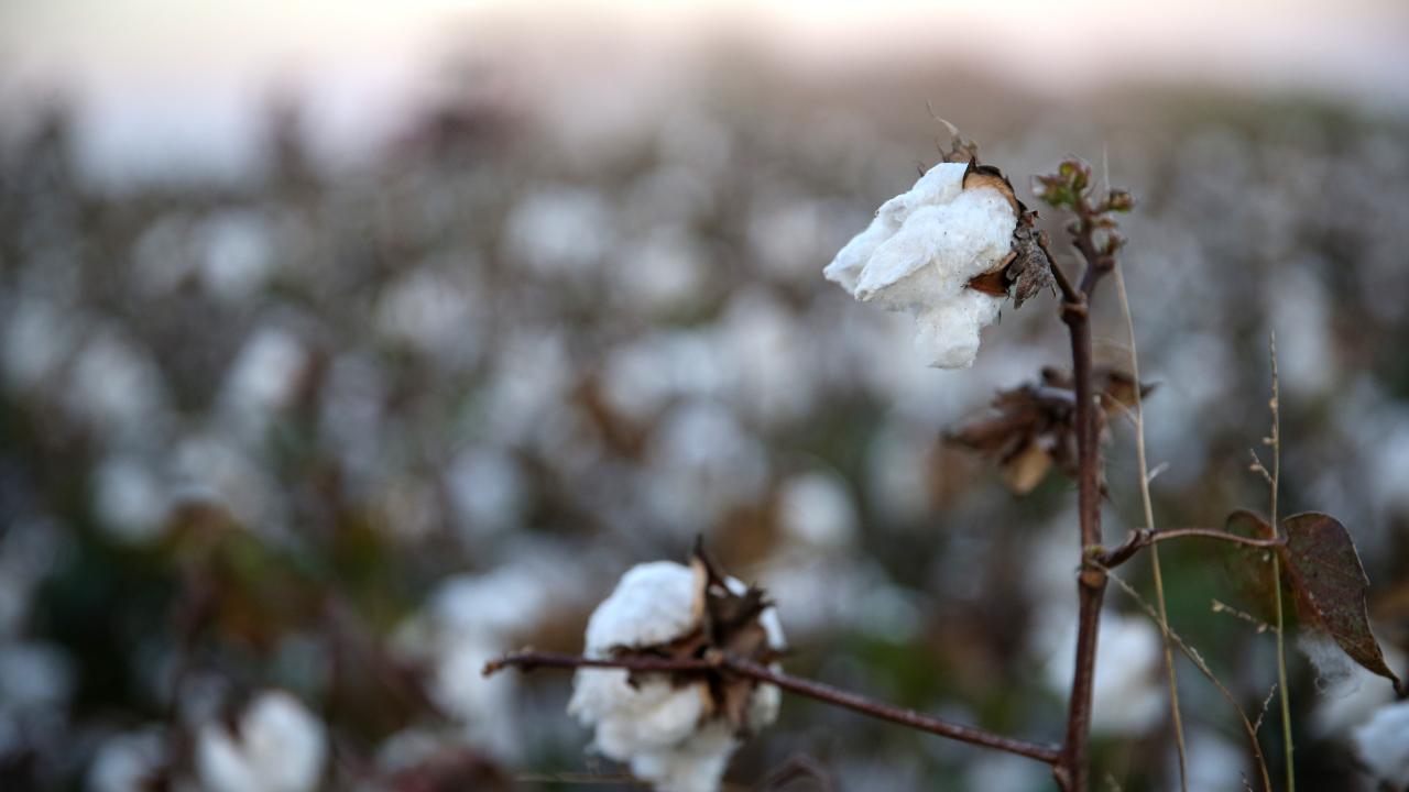  "Ülkemizdeki pamuğun yüzde 5`ini Adana üretiyor"