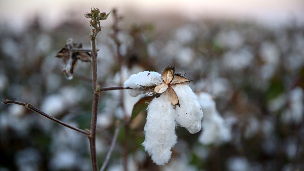 Adana`da, 2021 yılında 218 bin 901 dekarda 519 kilogramlık verimle 113 bin 689 ton ürün elde edildiğini hatırlatan Kirişci, sözlerini şöyle sürdürdü: