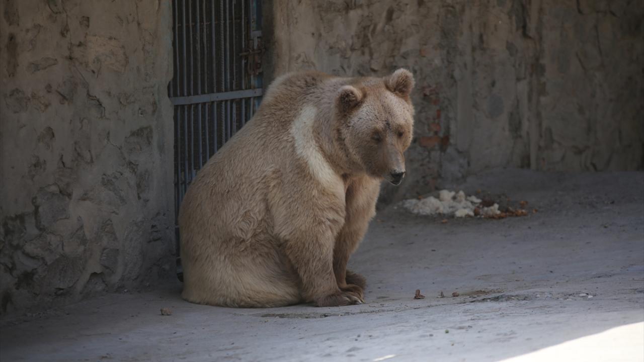 "Hayvanların sağlık durumu iyi"