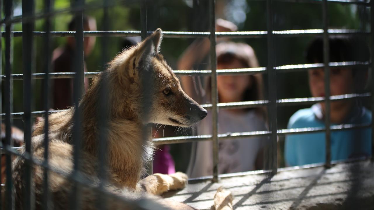 100 türde 600 hayvan barınıyor