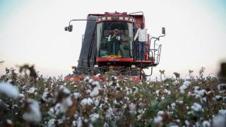 Tarım ve Orman Bakanı Kirişci, Adana'da pamuk hasat etti