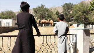 Kabil Hayvanat Bahçesi ziyaretçilerinin yoğun olduğu günleri arıyor