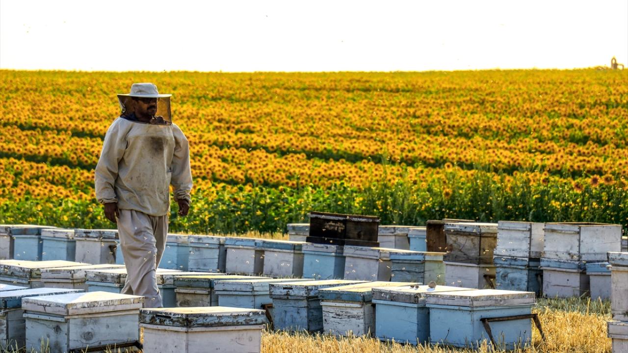 Konya`da kovanlarını ayçiçeği tarlaları civarına konuşlandırdı