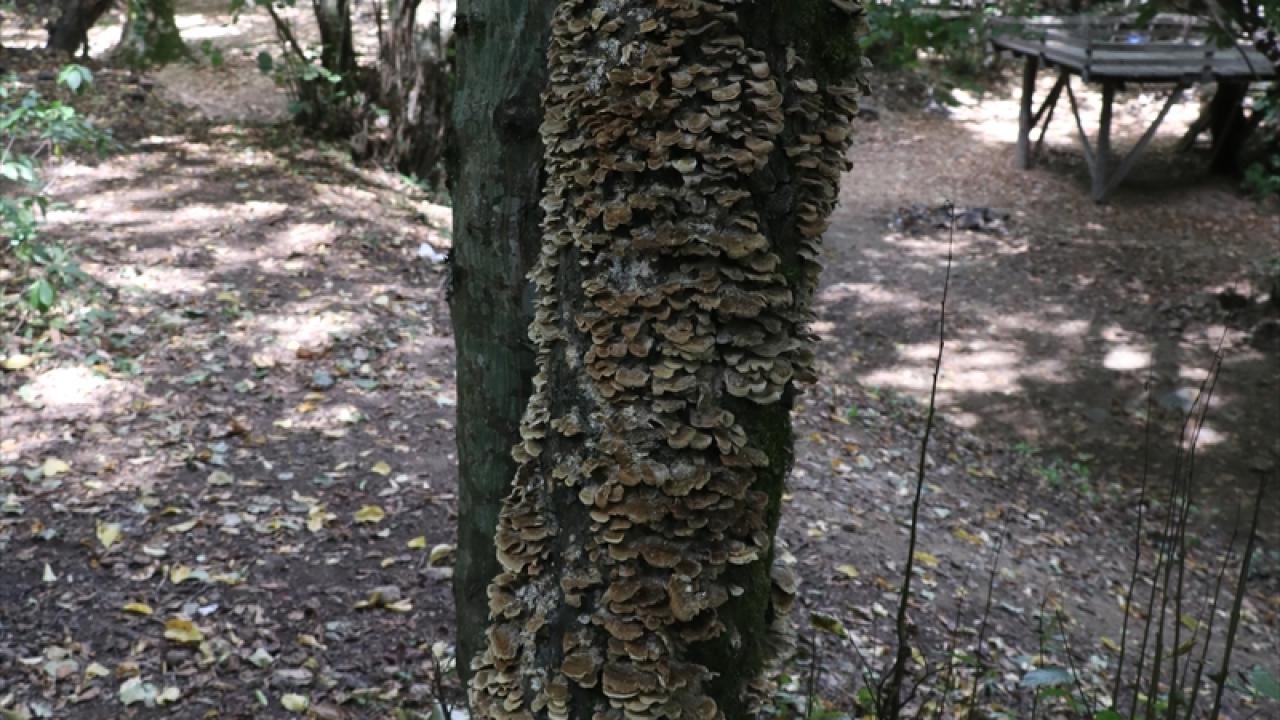 Hindi kuyruğu, civciv ayağı, borazan, porçini ve imparator mantarları