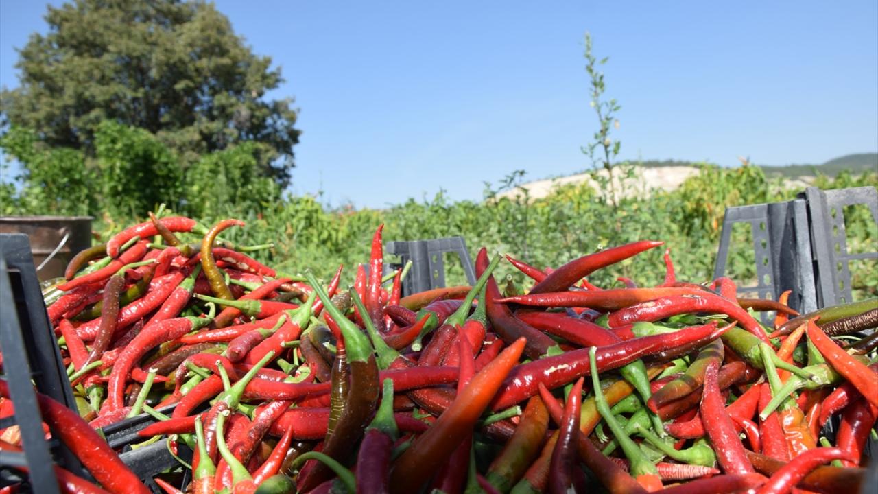 Kuru fasulye, nohut, çorba ve Arnavut ciğerinin yanında tüketiliyor
