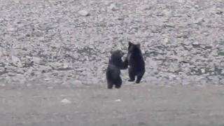 Anne ayı ve yavrularının neşeli anları