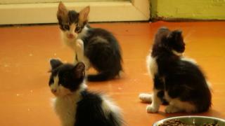 Karne hediye olarak alınan hayvanlar sokağa bırakılıyor