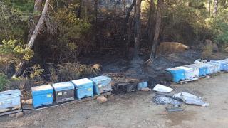 Marmaris'te ormanı arıcının ateşi yaktı