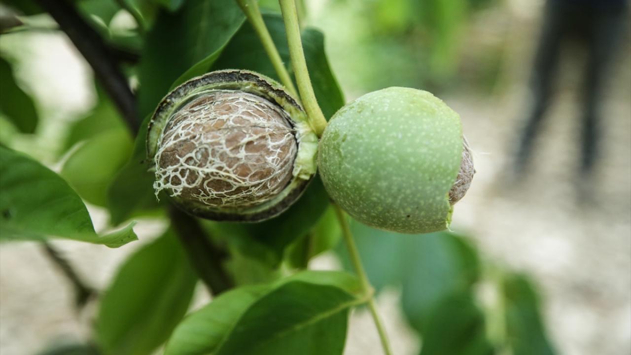"İlçenin en önemli geçim kaynağı"
