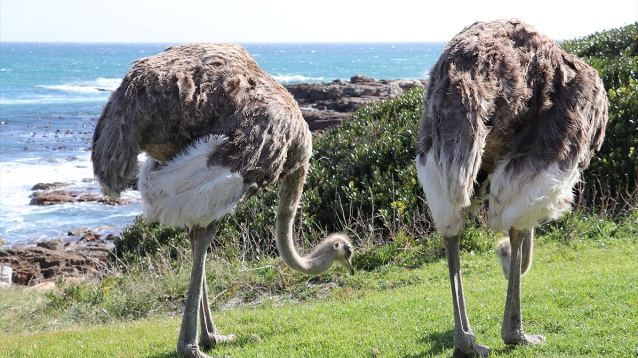 Zengin türler barındırıyor