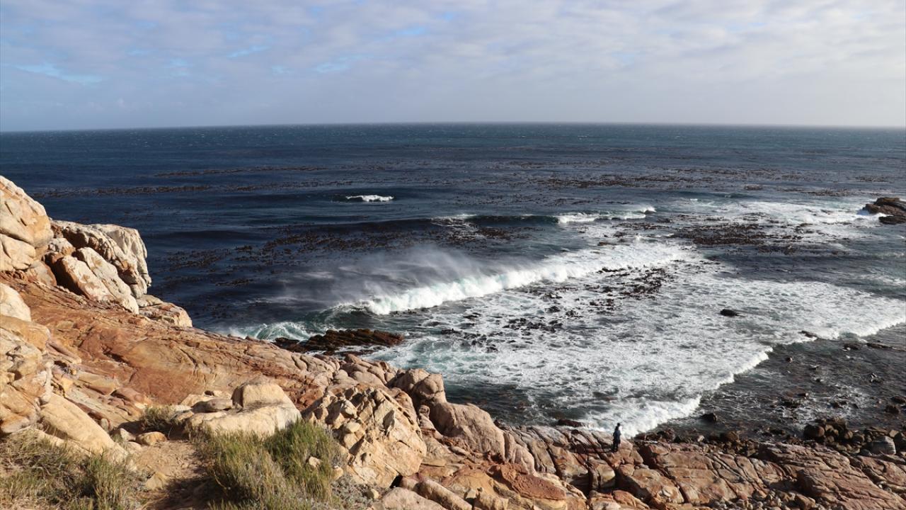 Büyük beyaz köpek balığı ile kambur balinaların uğrak noktası