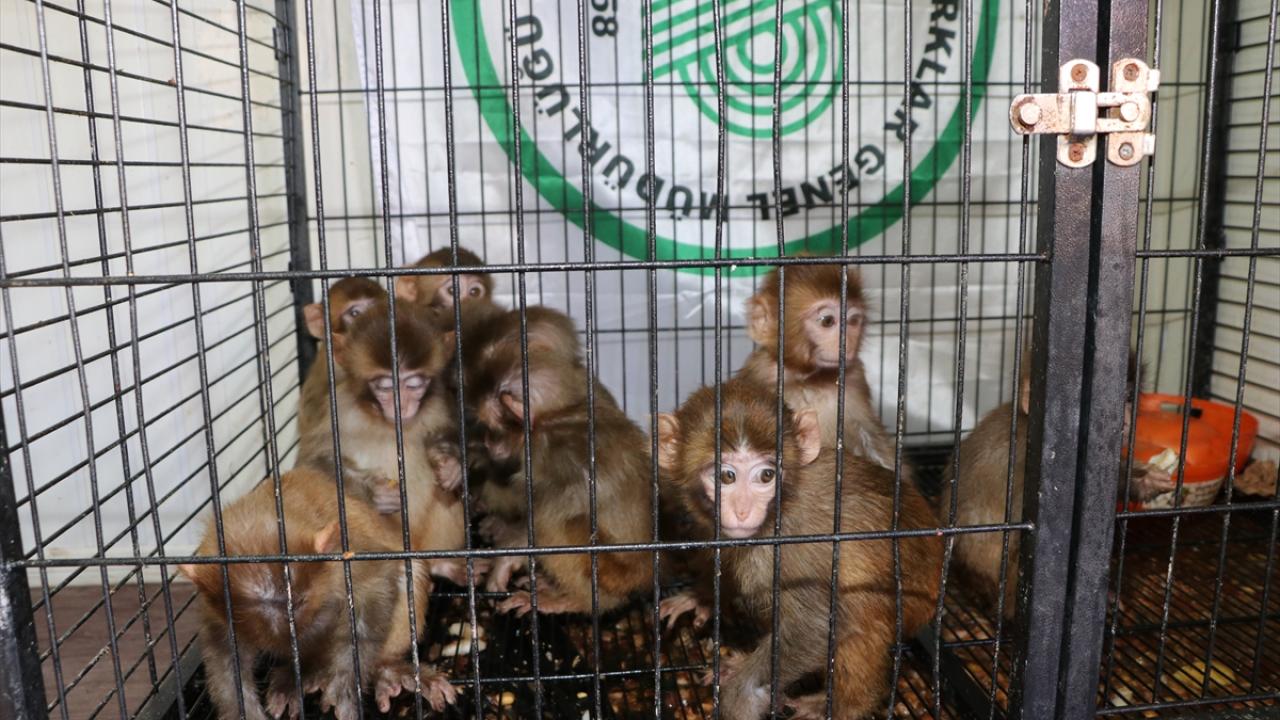 "Hayvanlar süs eşyası değildir"